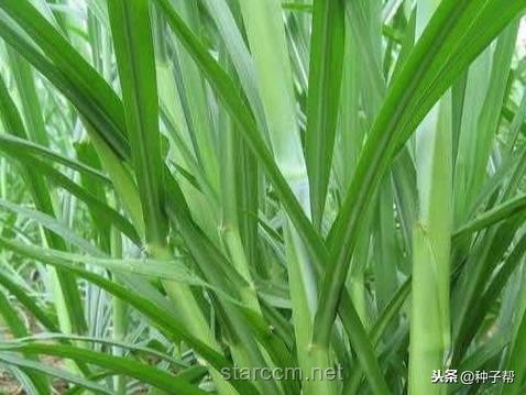 鸭子吃浮萍VS人工清除：生态效率与经济成本的对比分析
